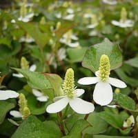 季節の花「毒痛み （どくだみ）」