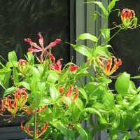 花散歩・グロリオサ