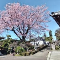 埼玉県川口市、密蔵院の安行桜、九重神社のスダジイ