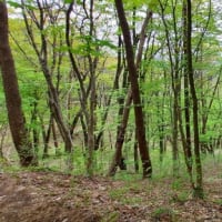 足慣らし第二段「泉ヶ岳」