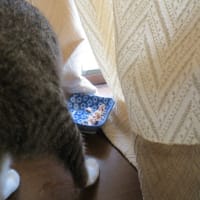 本日のきなこさん