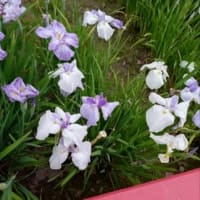 菖蒲祭り。