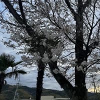 樹齢50年以上の桜