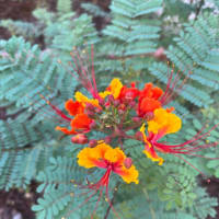 Red bird of paradise 