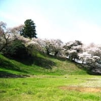 七輿山古墳の桜は終盤　　R- 6- 4-15