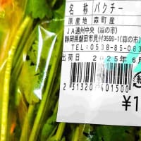 森町産のパクチー