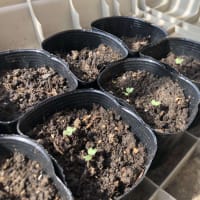 逗子発芽研究所