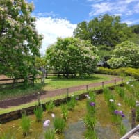 狭山・境緑道から北山公園の花菖蒲を楽しむ