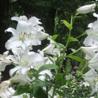 日比谷公園の百合（ユリロード）が満開に咲いているよ！これは楽しみやぁ～