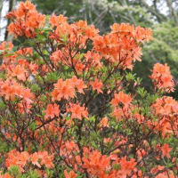 群馬県甘楽郡下仁田町の山里では、カシワバアジサイの花が咲いています