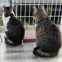 猫の不思議