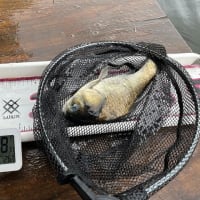 丸堀 へら 2025 6 24 実釣32枚 北側桟橋～竹藪桟橋へ大移動 強ハリスの両ダンゴ🍡試せて楽しかったけど… デカいのどこさ逝ったか暫く検証しますw