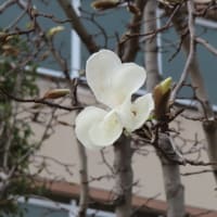 月一の歯科診察・桜開花する。