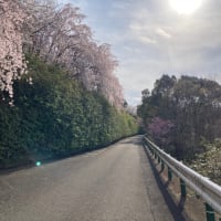 さくら。