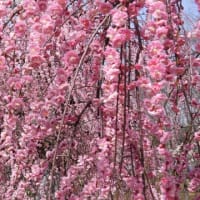 和泉リサイクル環境公園の梅林（２０２５年３月１４日）