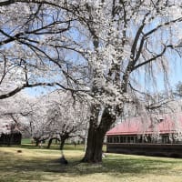 さくら写ん歩：家畜改良センター茨城牧場長野支場の桜・・・