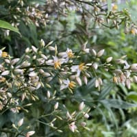 南天の花