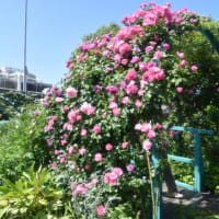 西武デパート屋上モネの池　　青い橋とアーチに咲くバラ　　9　