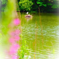 半夏生の葉白くなり  禊萩も咲きはじめた大池では　アオサギさんベビーラッシュ Σ^)/ Σ^)/ 　オオシオカラトンボも飛び始めました～ ＝ii＝