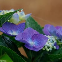 道くさ紫陽花