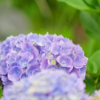 芦刈園の紫陽花　３　（Nikon Z９・AF-S VR Micro NIKKOR 105mm F2.8G IF ED）
