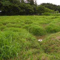 2025年07月14日　コウノトリ目撃情報