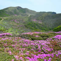 ピンクのスカートみたい ～ 扇ヶ鼻（1698m）のミヤマキリシマ開花状況