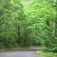 バラ園へ