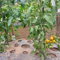 続 梅雨時の畑作業