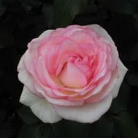 RSKバラ園にて。