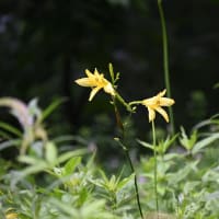 赤城自然園⑥シキンカラマツ