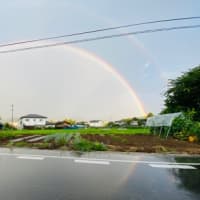 幸せな虹🌈そして本日のゲストは🐸