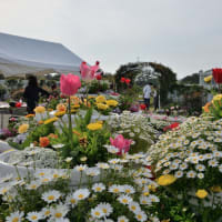 浜松市　桜前線第五陣～浜松フラワーパークで花博を楽しむ！