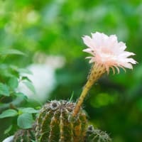 サボテンの花