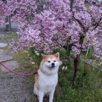 桜と秋田犬