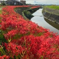 今年の曼珠沙華。