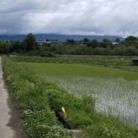 田植えの景色に想うこと