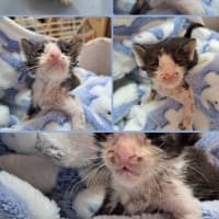 炎天下で保護された猫の今日