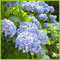 飛鳥山公園のあじさい 