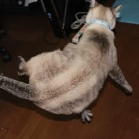 じゃらし