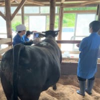 第13回全国和牛能力共進会北海道大会に向けた２４ヵ月早期肥育試験の巡回を行いました