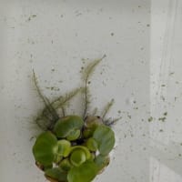 メダカの孵化(楊貴妃)