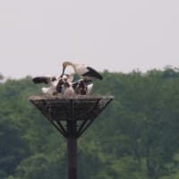 渡良瀬遊水地でコウノトリのヒカル君とヒナ3羽を見てきました（2025年5月14日）
