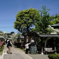 雪のような真白き花と遠い歴史に包まれた岡湊神社の初夏