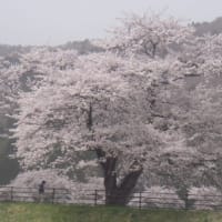 遠野に桜が咲きました