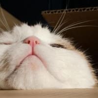 右腕が痛い訳🤭と、