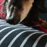お犬様も元気です