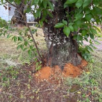 奈良県「サクラ見守り隊」登録