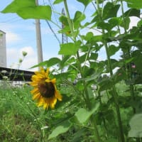 北海道-陽だまりロード、白石こころーど