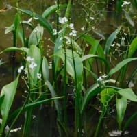 林縁の池にオモダカの白い花